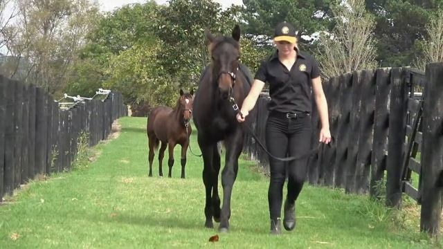 Lot 126 Ultimate Machete - Motu Racy Girl Filly смотреть онлайн