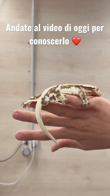 Lilly 🤍 #animals #cute #animali #gecko #lilly #pets #lillywhites #happy #love #nature #foryou смотреть онлайн