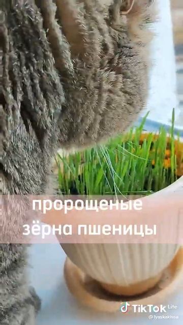 самые важные витамины для кошек и котов смотреть онлайн