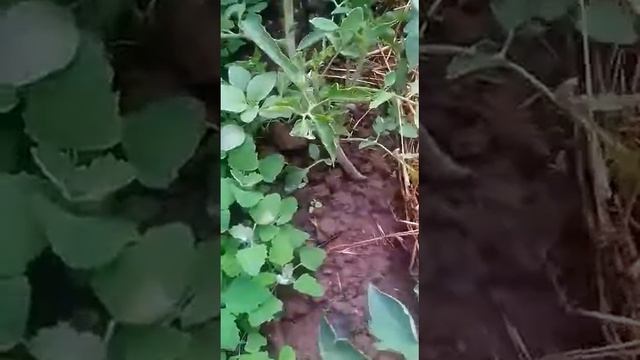 Посадка рассады. Как правильно мульчировать. смотреть онлайн