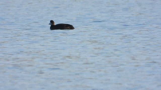 21.Turpan černý, Melanitta Nigra, Common Scoter, Turpanschwarz, турфан черный