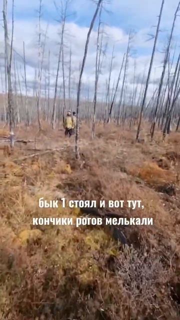 ОХОТА НА ИЗЮБРЯ / ЭКСПЕДИЦИЯ В СИБИРЬ ЧАСТЬ 14 /   ФАКТ О БЫКЕ