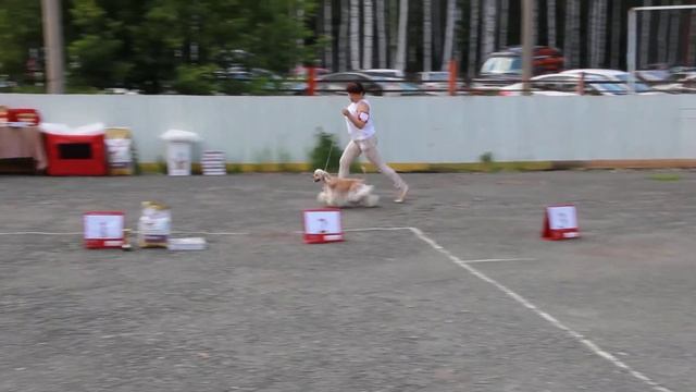 КЧК, ЛПП окраса Редвинд Шоу О Мелли