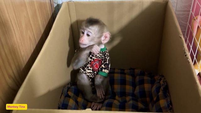 Baby Monkey Tina Hid In A Cardboard Box When She Spilled Her Mother's Cotton Swabs