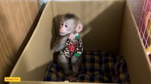 baby monkey Tina hid in a cardboard box when she spilled her mother's cotton swabs