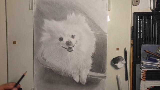 REALISM DOG DRAWING - TIMELAPSE DRAWING AND SHADING