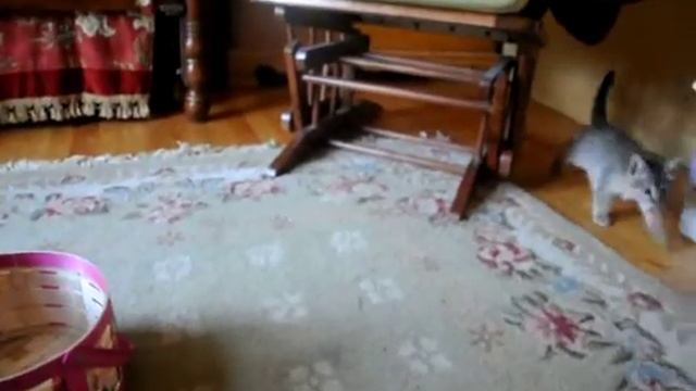 F2 Caracat  Kitten Thor