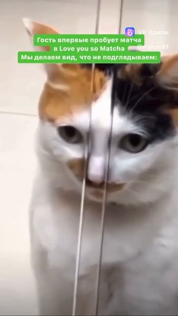 Кот я хочу 🐱 @kotik-igroman смотреть онлайн