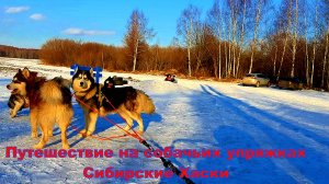 Сибирские Хаски катание на упряжках с каюром Кострома Симаково