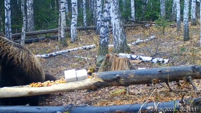 выход медведя на солонец. весенняя охота на медведя 2023 смотреть онлайн