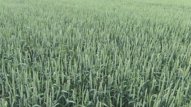 Алексеич озимая пшеница 7 июня 2021 год