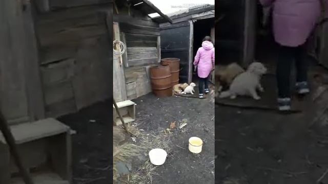 Помогаем четвероногим друзьям все вместе!