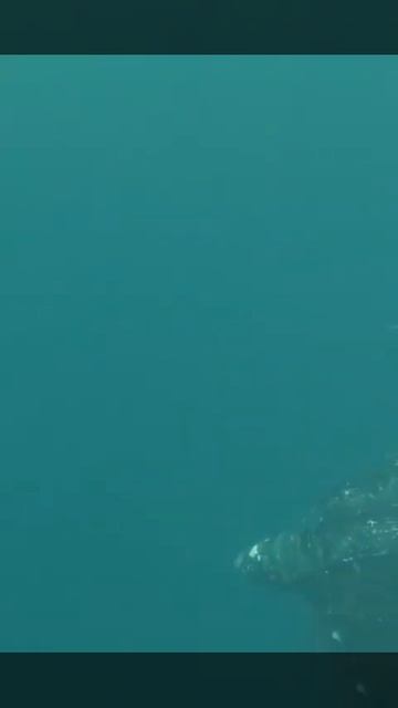 We Got To See The Largest Turtles In The World #shorts