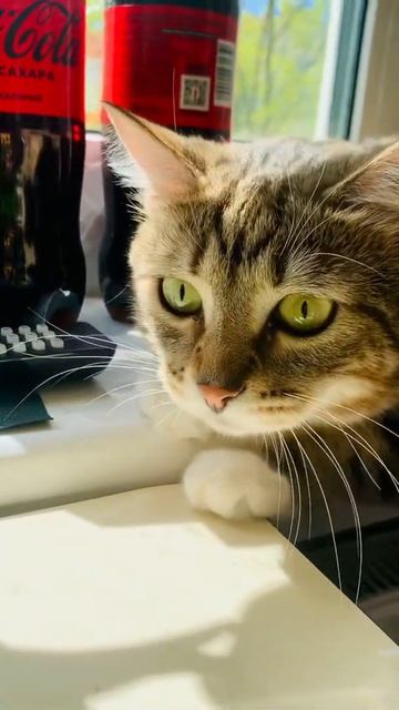 🌈😻❤️ * А у нас такая кошка, а у вас⁉️🌎☘️😸🌈 смотреть онлайн