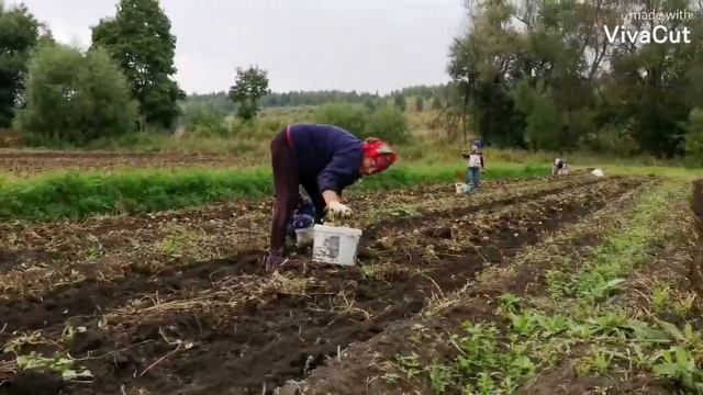 За картошкой 2021г.