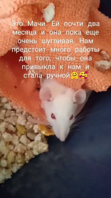 Маленькая крыска 🥰🥰🥰😌 смотреть онлайн
