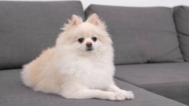 Pomeranian Patella Luxation - Cause, Treatment And More смотреть онлайн