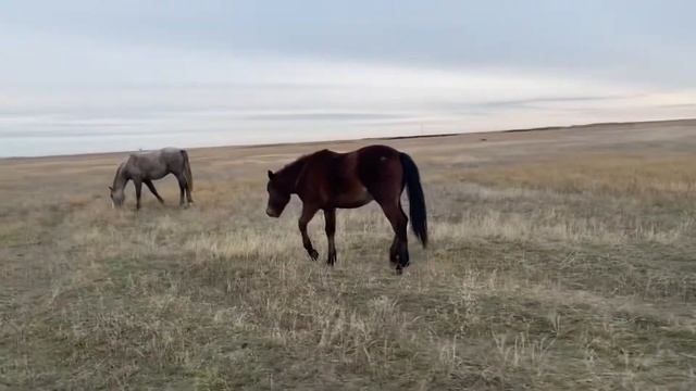 Жеребчики 1,6 лет смотреть онлайн