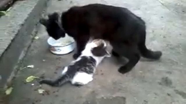 Голодный котёнок смотреть онлайн