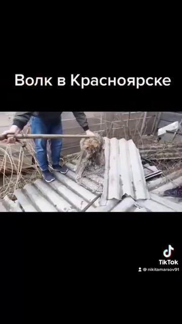 Волк в Красноярске смотреть онлайн
