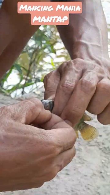 #shorts                                             Asiknya Mancing Ikan Betik Air Tawar