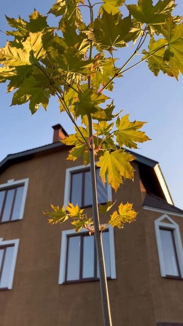 Кружевные листья клёна смотреть онлайн