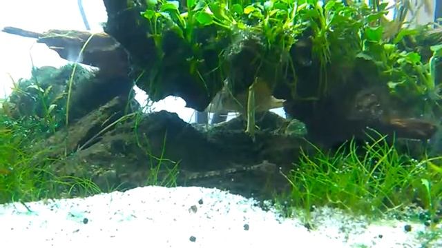 Mesonauta mirificus смотреть онлайн