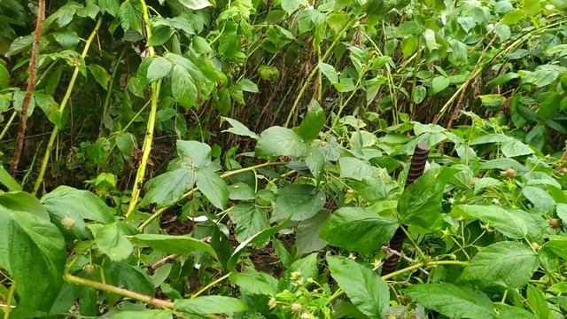 Сбор урожая малины смотреть онлайн