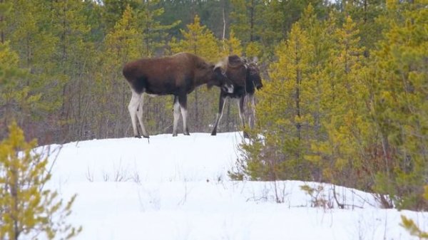 Noorte põdrapullide kähmlus | Схватка двух самцов лосей