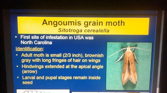 Sitotroga Cerealella