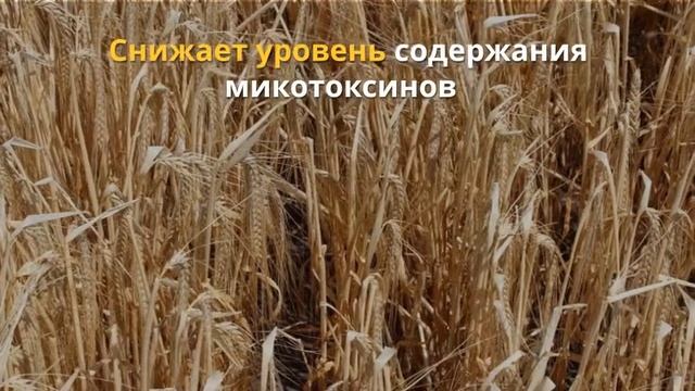 Фунгіцид Осиріс Стар, 🌱 опис препарату 🌱