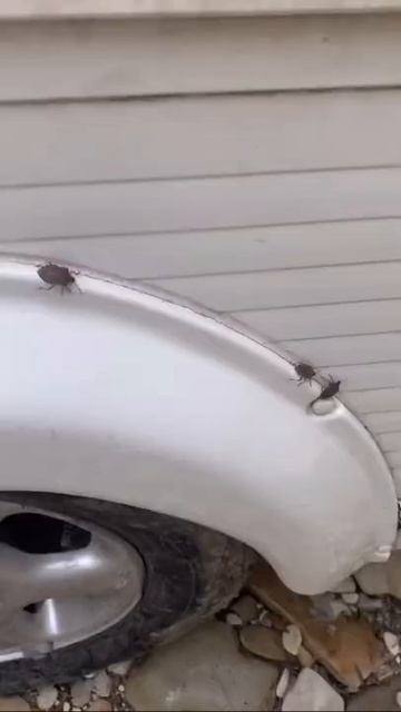 КЛОПЫ НАПАЛИ НА ДОМ НА КОЛЁСАХ 😱🪳 смотреть онлайн