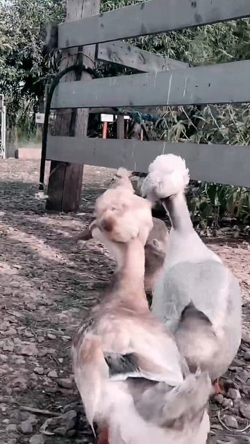 Опасные татарские парни. Ферма в Татарстане