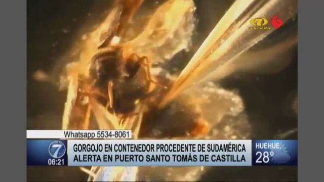 Encuentran gorgojo en contenedor procedente de Sudamérica смотреть онлайн