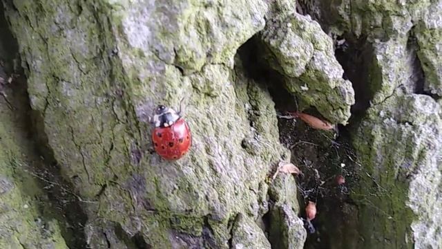 Biedronka oczatka / Eyed ladybug / Anatis ocellata смотреть онлайн