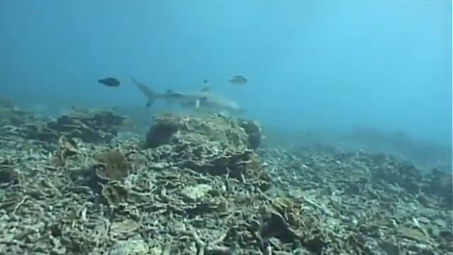 shark 2 laps close смотреть онлайн