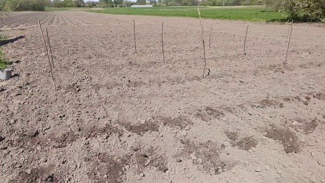 Садимо грядки .Квіточки.Роботи багато начати та скінчити. смотреть онлайн