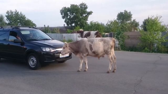 Корова в городе! (ч.3) 😍