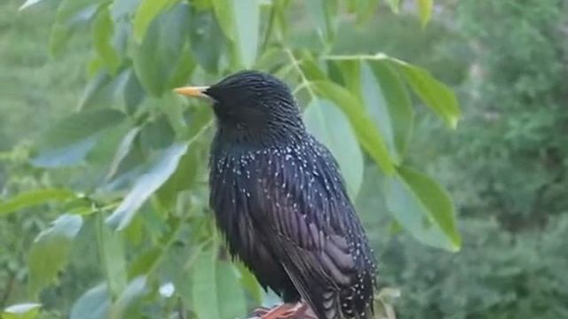 Скворец певчий смотреть онлайн