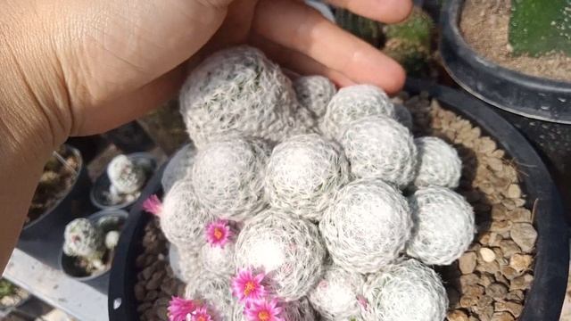 mammillaria humboldtii แมมลูกกอล์ฟ แคคต้สหนามสีขาว ดอกสีชมพู เทคนิดการเลี้ยงให้มีดอก @MoomKaset смотреть онлайн