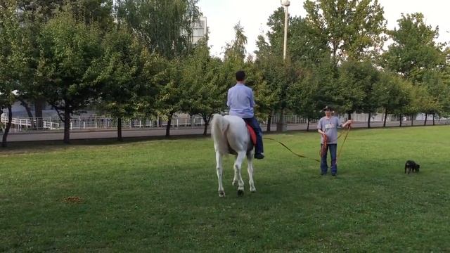 катание Кота на коне смотреть онлайн