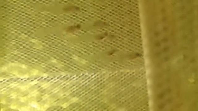 Мальки рыбки гуппи смотреть онлайн