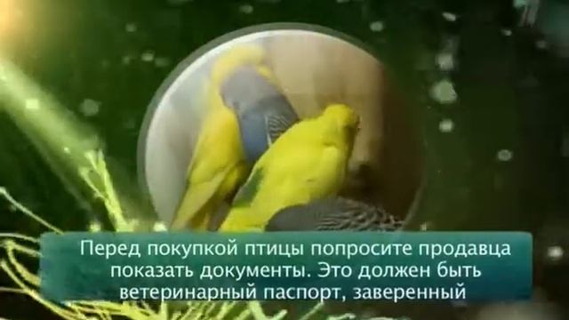 Среда обитания. Дорогой барбос