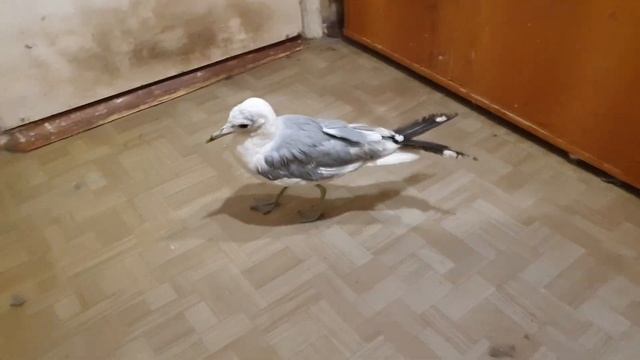 ПОДОБРАННАЯ ЧАЙКА И ДРУГИЕ НАШИ ЖИВОТНЫЕ смотреть онлайн