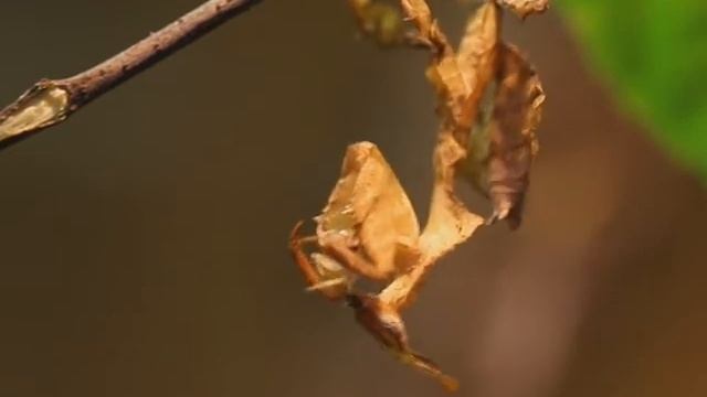 Ghost Mantis (Phyllocrania paradoxa) catching and eating a Cricket смотреть онлайн