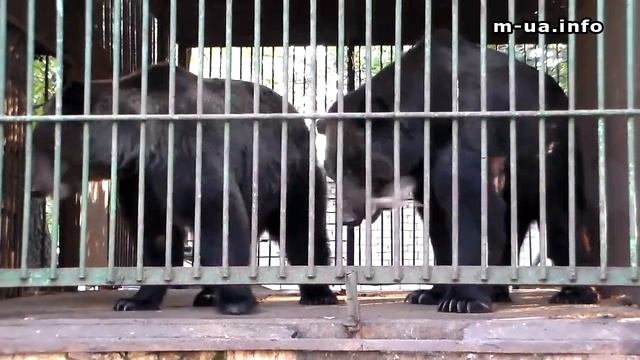 Медведи в Херсоне. часть 1. Содержание и настроение. Лапы мощные. Семья