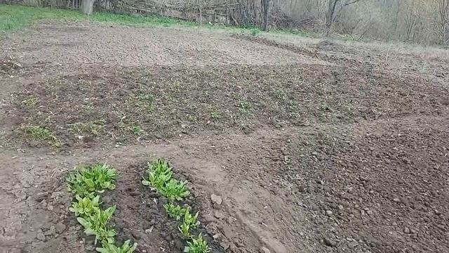 Подготовка грядок к посеву семян, клубнику 🍓привела в порядок. смотреть онлайн