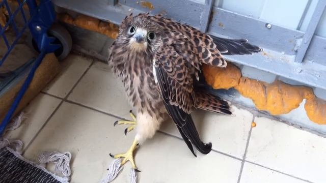 Лунь залетел на балкон в Тушино, Москва смотреть онлайн