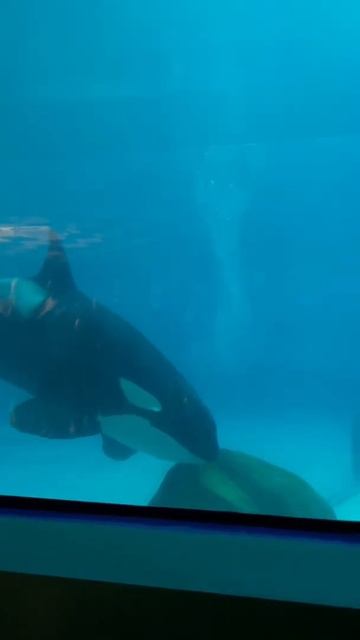 Косатка решила почесаться, москвариум