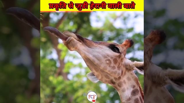 प्रकृति की हेरान करने वाली बाते 😱| #shorts #shortvideo #youtubeshorts #fact_country_fact #viralfact смотреть онлайн